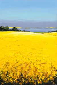 Rapsfelder an der Ostsee